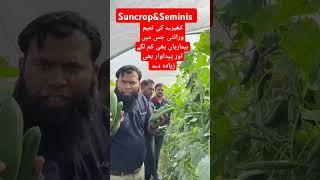 suncrop & seminis| Tamim variety| #agriculture #cucumber #Tamim #suncrop @Abidaliagrarian