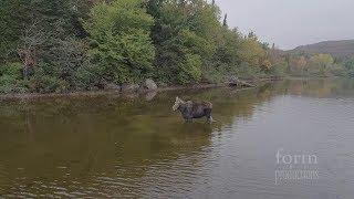 Northern Ontario Moose vs Wolf