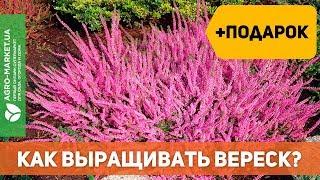 Вереск: посадка и уход. Как вырастить вереск? | Agro-Market.ua