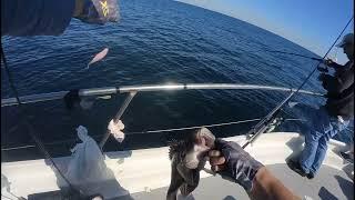 Anglers Deep Sea Fishing: Ocean City Maryland’s Ultimate Saltwater Headboat Adventure!