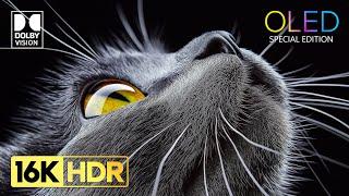 Amazing OLED Demo - 16K HDR Dolby Vision (120 FPS Video)