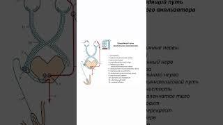 Почему зевота заразительна? #биология #егэ #егэ2023 #огэ #biology #shorts