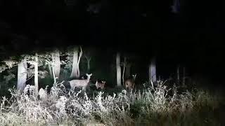 Tiger roar at night..at forest