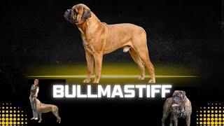 Bullmastiffs - Amy Herbert from Boulder Ridge Kennels