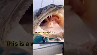 The BEST tasting freshwater fish in North America #walleye