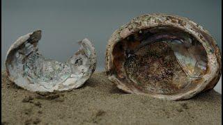 Beyond the Shell | ViewFinder