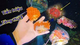 Lặn Biển Săn Hải Sản Tiền Triệu: Phát Hiện Ổ Hải Sản Quý Hiếm