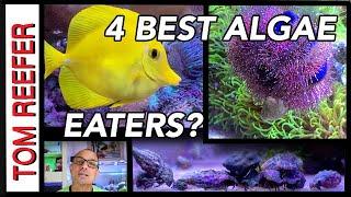 4 Of The Best Algae Eaters? -   ( TUXEDO URCHIN - BLENNY - TANG - HERMIT CRAB )