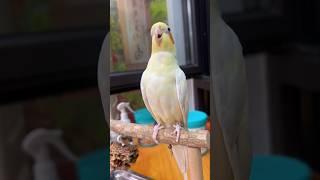 Adorable Cockatiel Jerry's Super Cute Singing and Dancing Moments  #cockatielscraze