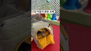 먹을거에 환장하는 포메