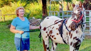 Training My Baby Appaloosa Horse Is Not Going Well