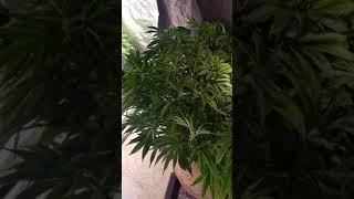 Defoliating your Cannabis Plant before you flower