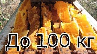 До 100кг меда от пчелосемьи