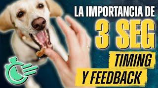 La REGLA de los 3 SEGUNDOS en el ADIESTRAMIENTO del PERRO [¡el tiempo lo es todo!] #educacioncanina