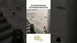 SẢY CHÂN XUỐNG DÒNG NƯỚC LŨ CHÚ CHÓ KHÔNG BIẾT ĐƯỜNG BƠI VỀ NHÀ