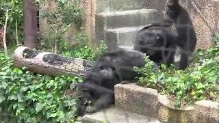 Chimpanzee Abuse (Warning Graphic & Satisfying)