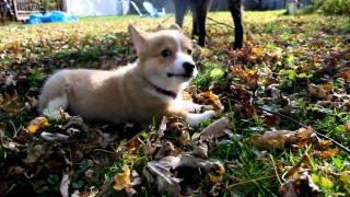 Nova Puppy
