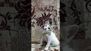 Cute kitten || Crazy cats || ZOZO THE CUTIE PIE  || #cat_behavior #cat_lover #cat