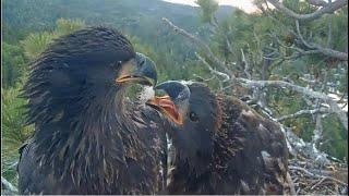 BREAKING NEWS! Sunny & Gizmo are SISTERS  Sunny's AWESOME Fish Steal From Gizmo  @FOBBVCAM 5.31.25