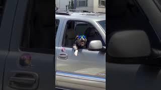 #DOG #SWAG 