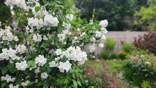 Mid June Blooms! Walkabout and Garden Tour 