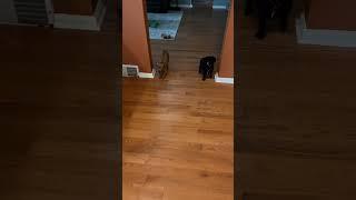 The Daily Puppy Breakfast Dash