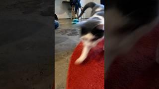 Zoomies at the #catcafe #gatos #kot #kit #chat #kedi #katze #gatto #katt #貓 #ネコ #kucing #cats #cat
