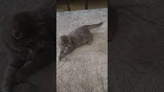 ну какая она прелесть!кис кис