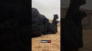 They are Feeling safe with mother | Dromedary Camel