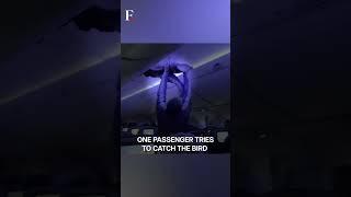 Watch: Chaos On Flight As Loose Pigeon Enters Delta Plane Before Takeoff In Wisconsin, US | N18G