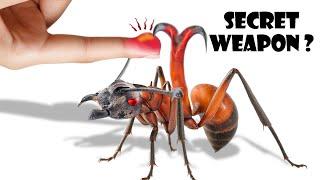 Polyrhachis bihamata – The warrior ant with a hook on its back, have you ever seen it 