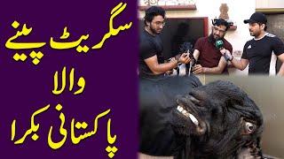 Cigarette penay wala Pakistani Bakra…