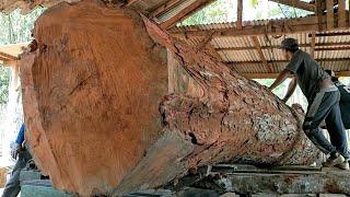 the largest redwood giant full of dense fiber worth hundreds of millions of dollars in the sawmill