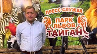 ОГРОМНОЕ ГОРЕ случилось в Парке Львов Тайган! Хищники  не прощают ошибок! Светлая память,Лялечка!