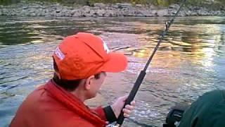 John Beath fights a legal sized sturgeon on the Willamette River in Oregon City, Oregon