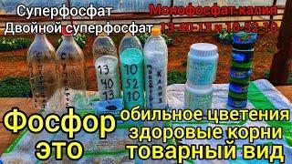 ФОСФОРФосфор это не только корни, но и обильное цветенияПОЧЕМУ НЕ ИСПОЛЬЗУЕМ МОНОФОСФАТ КАЛИЯ.