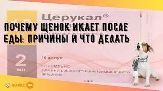 Почему щенок икает после еды: причины и что делать