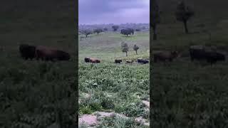 Tauros herd roaming free in Portugal #wildlife #nature #tauros