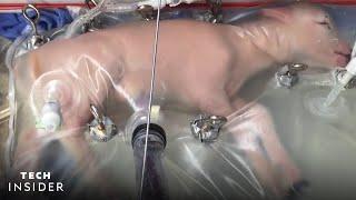 Scientists Grow Lamb Fetus Inside Artificial Womb