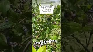PATRIOT BLUEBERRIES FOR 4TH OF JULY