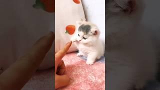 Cat videos cute kittens  #cat #cute #kitten