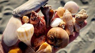 Holden Beach, North Carolina is a SHELLER'S PARADISE!