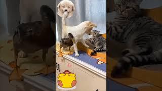 Весёлый переполох 