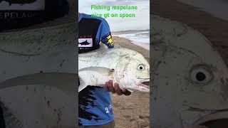 Fishing mapelane nice gt #fishing #fishinglife #fishingfun #fishingtiktoks #beach #beachfishing