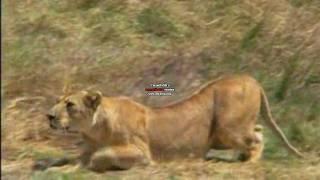 Big Cats Hunting! [HD]