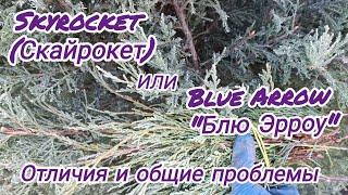 Как отличить скальный можжевельник Скайрокет от Блю Эрроу? И общие принципы ухода