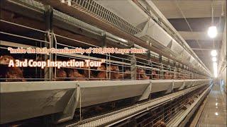 "Inside the Daily Guardianship of 100,000 Layer Hens: A 3rd Coop Inspection Tour"