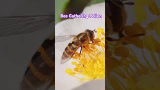 Bee  Gathering Pollen from a Summer Flower #music #bee #animals #shorts #beevideo #nature