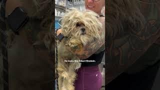 Angry Ball Of Fur Gets Rescued And A Major Haircut | The Dodo