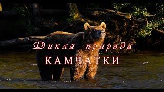 Дикая природа Камчатки/Wildlife of Kamchatka